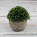 Combination Semi Round Pulp Bonsai Simulation Plant Bonsai Desktop Green Plant Decoration Bonsai